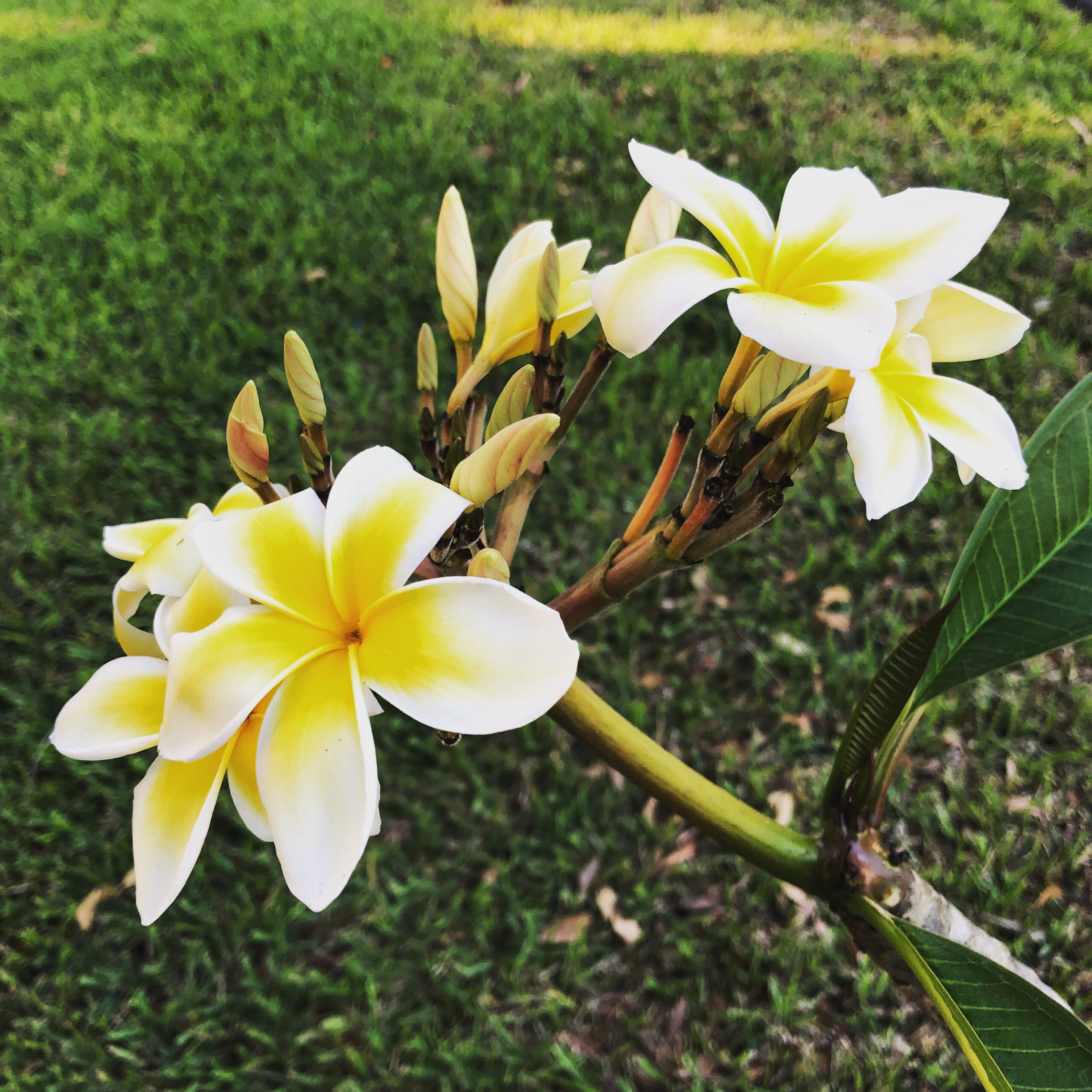 garden flower