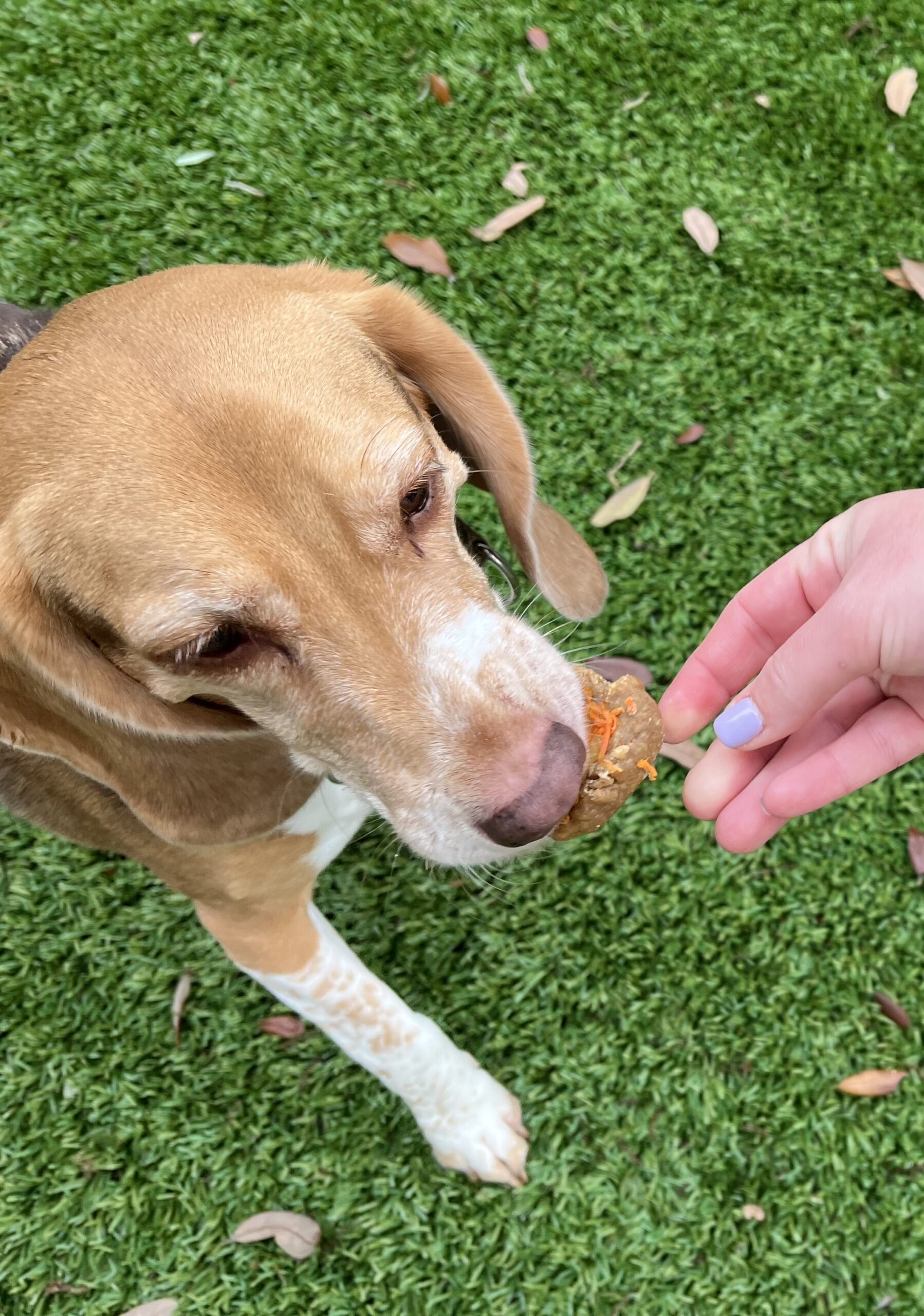 cheese and carrot dog treats