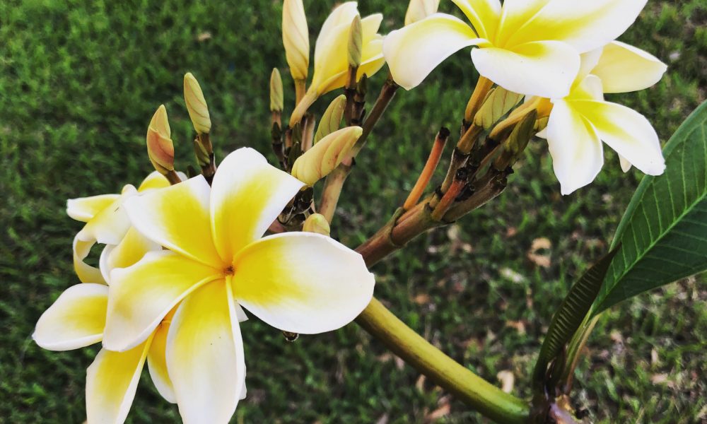 garden flower