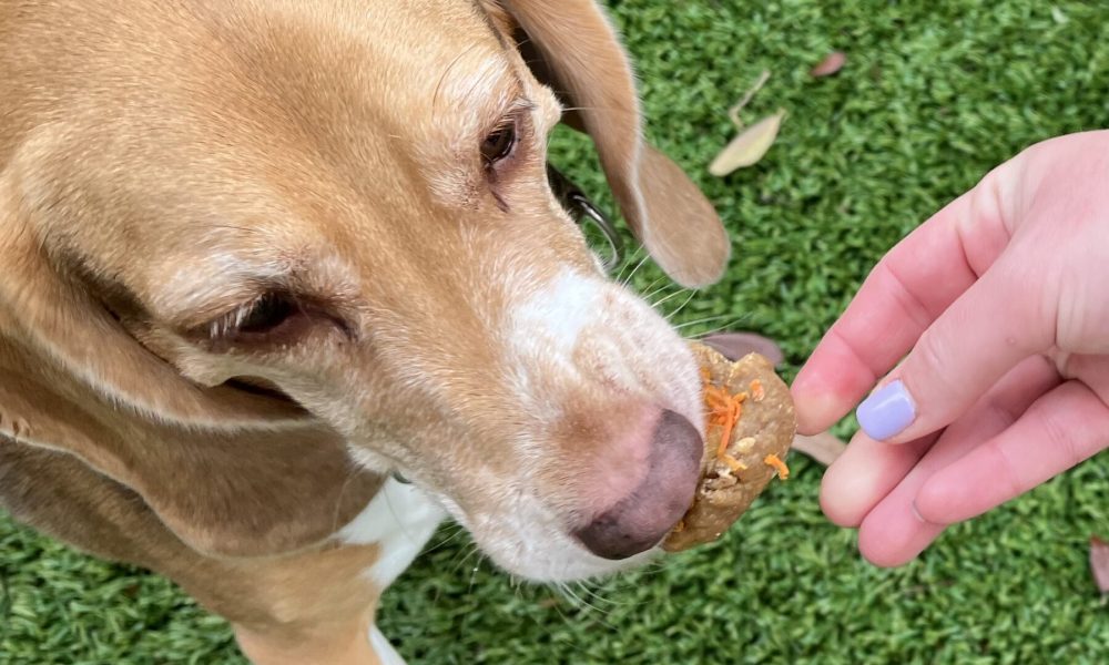 cheese and carrot dog treats