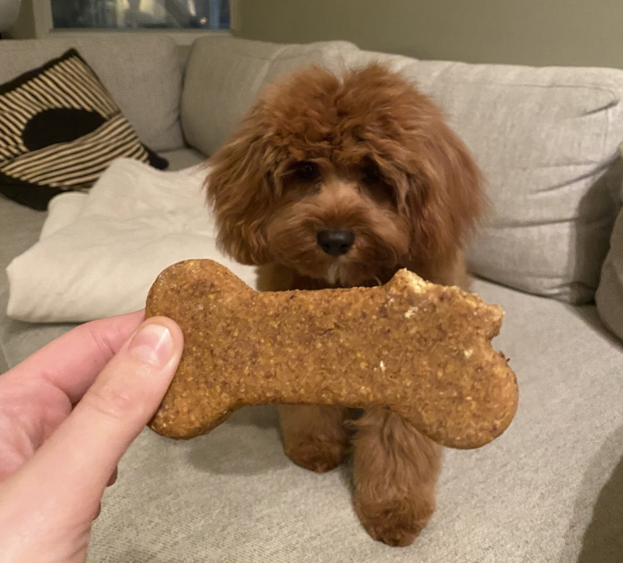 healthy dog treats