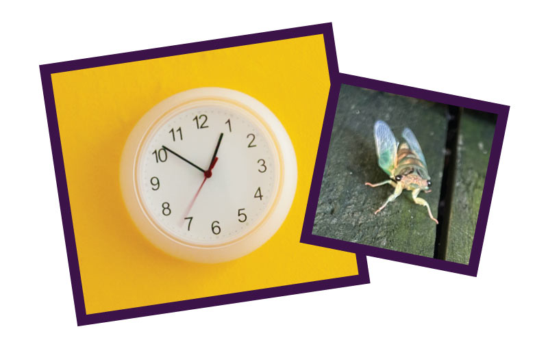 clock and cicada